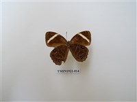 藏品(玉帶黛眼蝶)的圖片